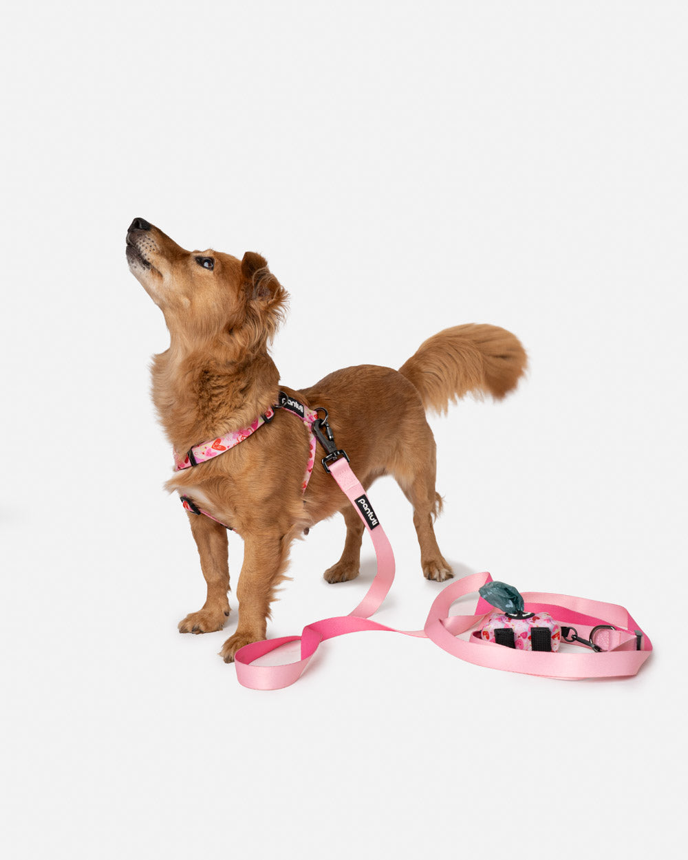 Hundegeschirr Guard für Hunde, mit Herzchenmuster AMORE