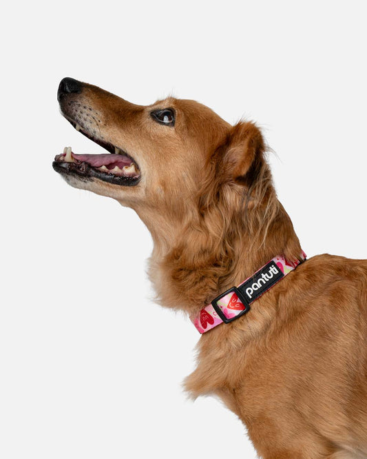 Hundehalsband mit Herzen AMORE