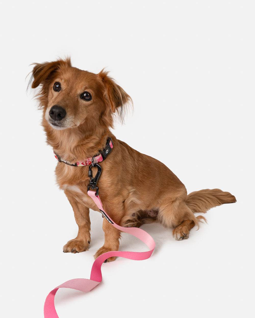 Hundehalsband mit Herzen AMORE