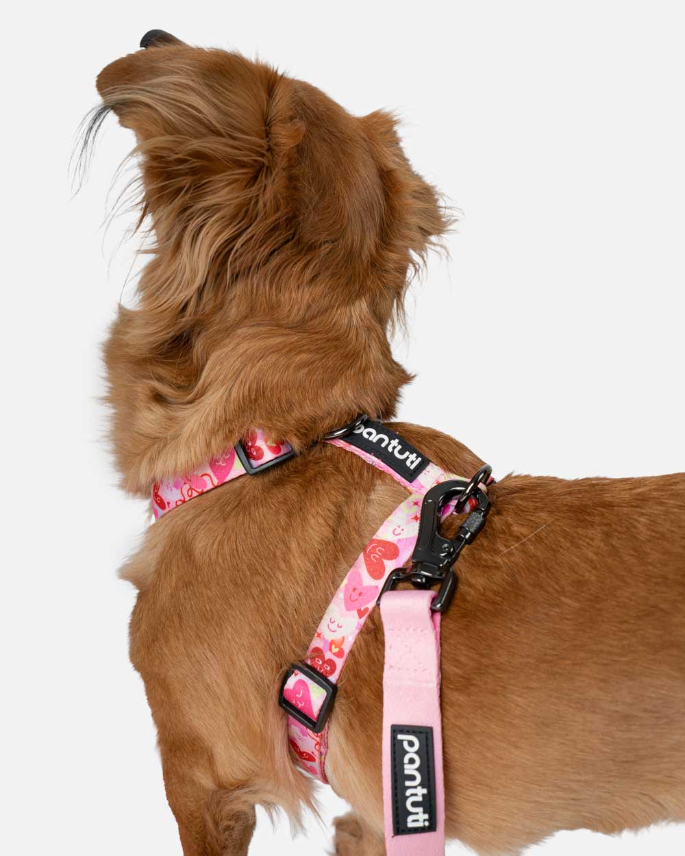 Hundegeschirr Guard für Hunde, mit Herzchenmuster AMORE
