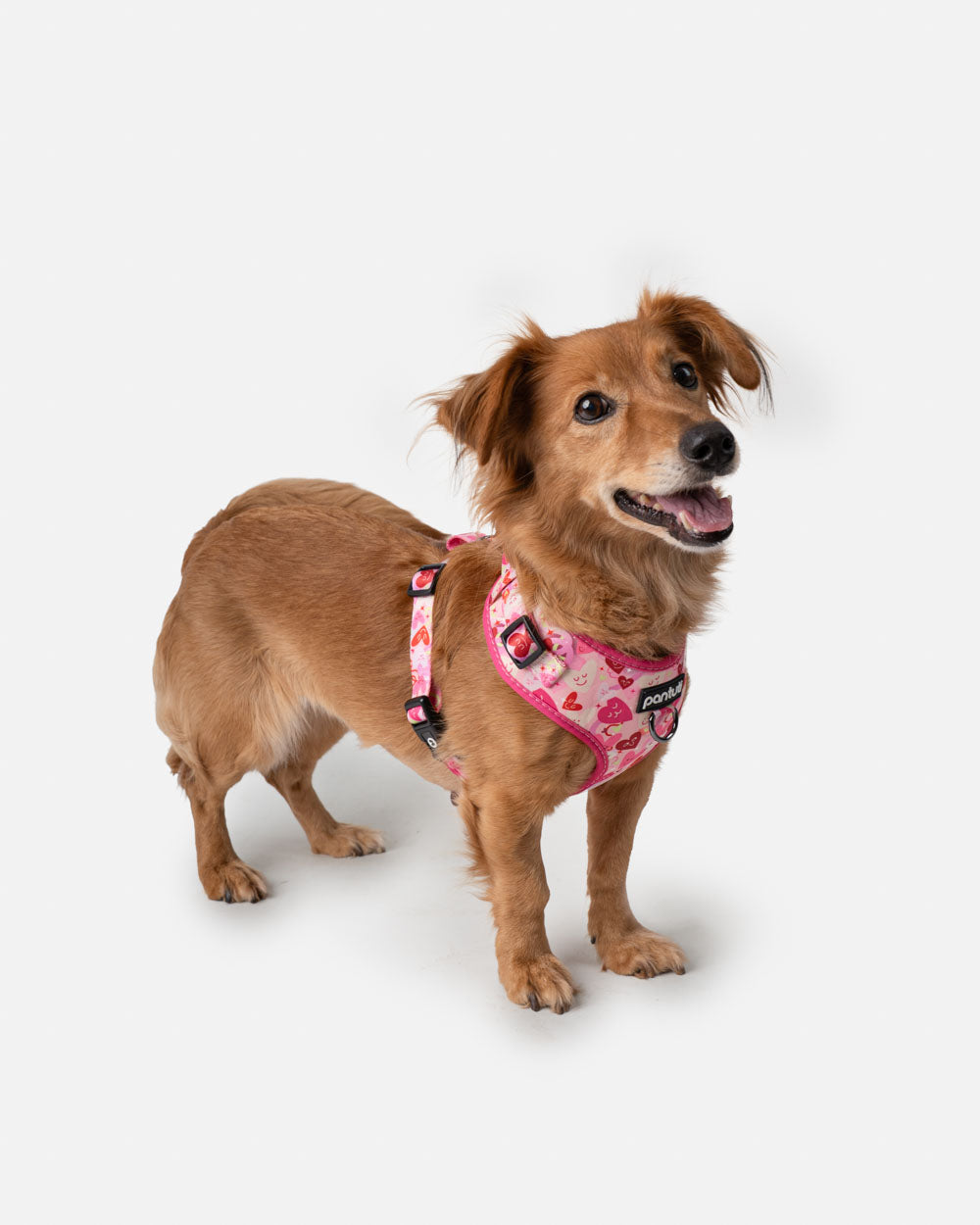 Druckfreies Hundegeschirr mit Herzen AMORE