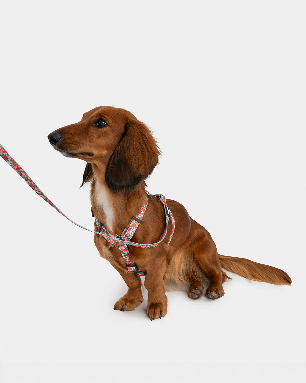 Guard-Hundegeschirr in Erdbeeren BERRY