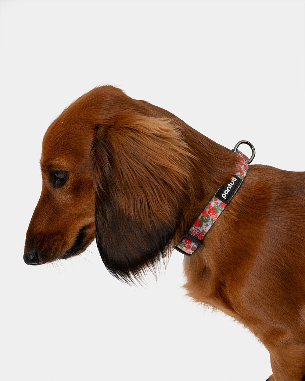 Hundehalsband Erdbeere BERRY