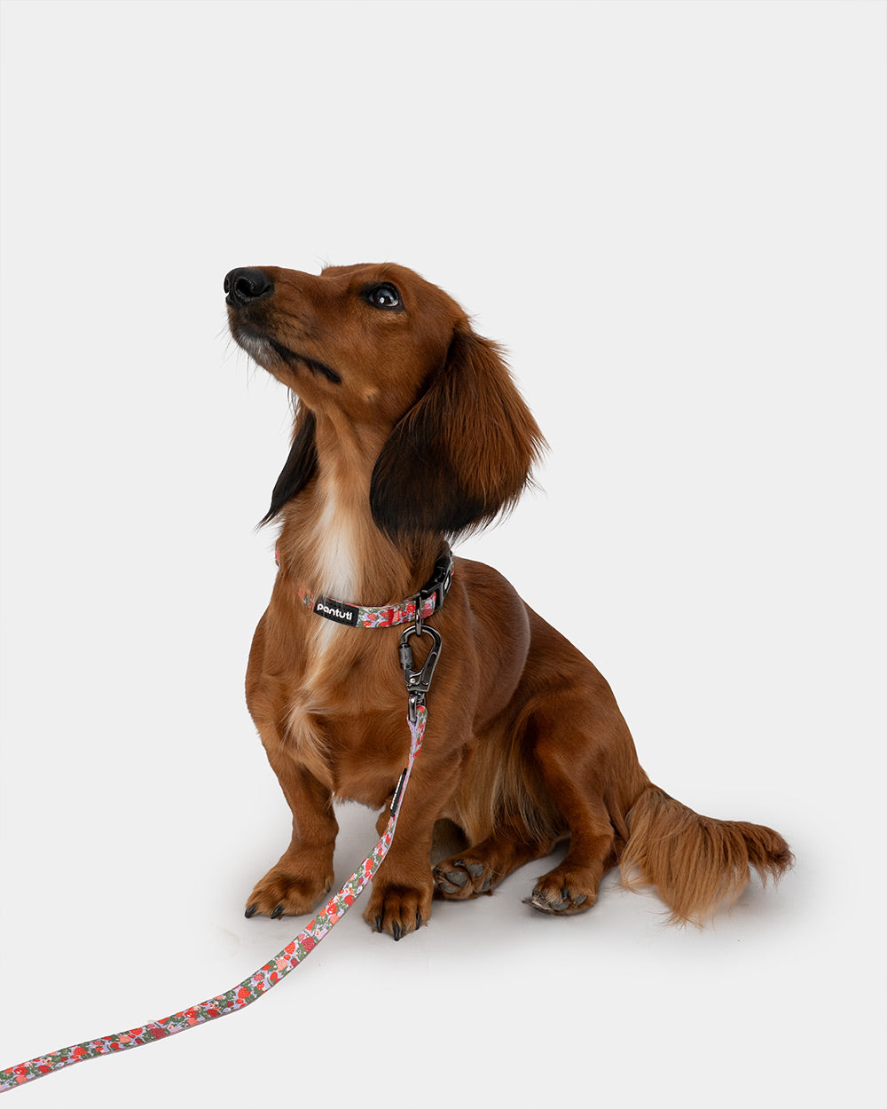Hundehalsband Erdbeere BERRY