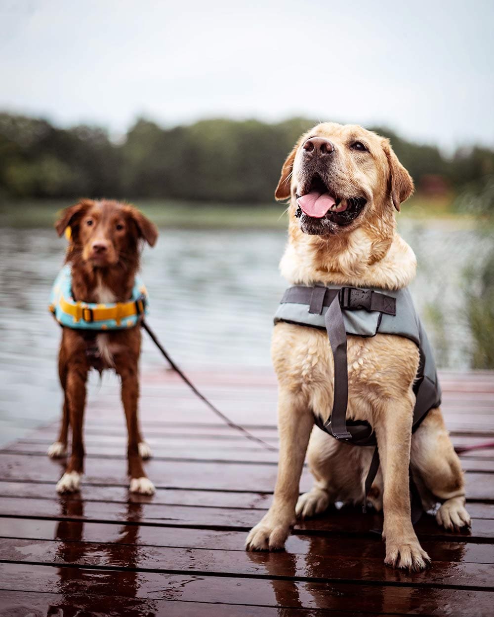 Hundeschwimmweste „Doggy Shark“ – Rettungsweste im Haifisch-Design, mit Griff & Reflex, Größen XS–XL“