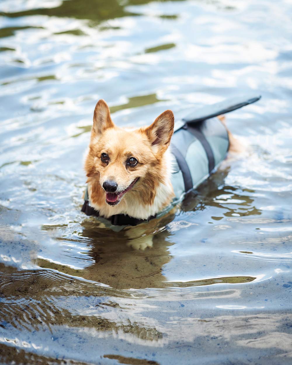 Hundeschwimmweste „Doggy Shark“ – Rettungsweste im Haifisch-Design, mit Griff & Reflex, Größen XS–XL“