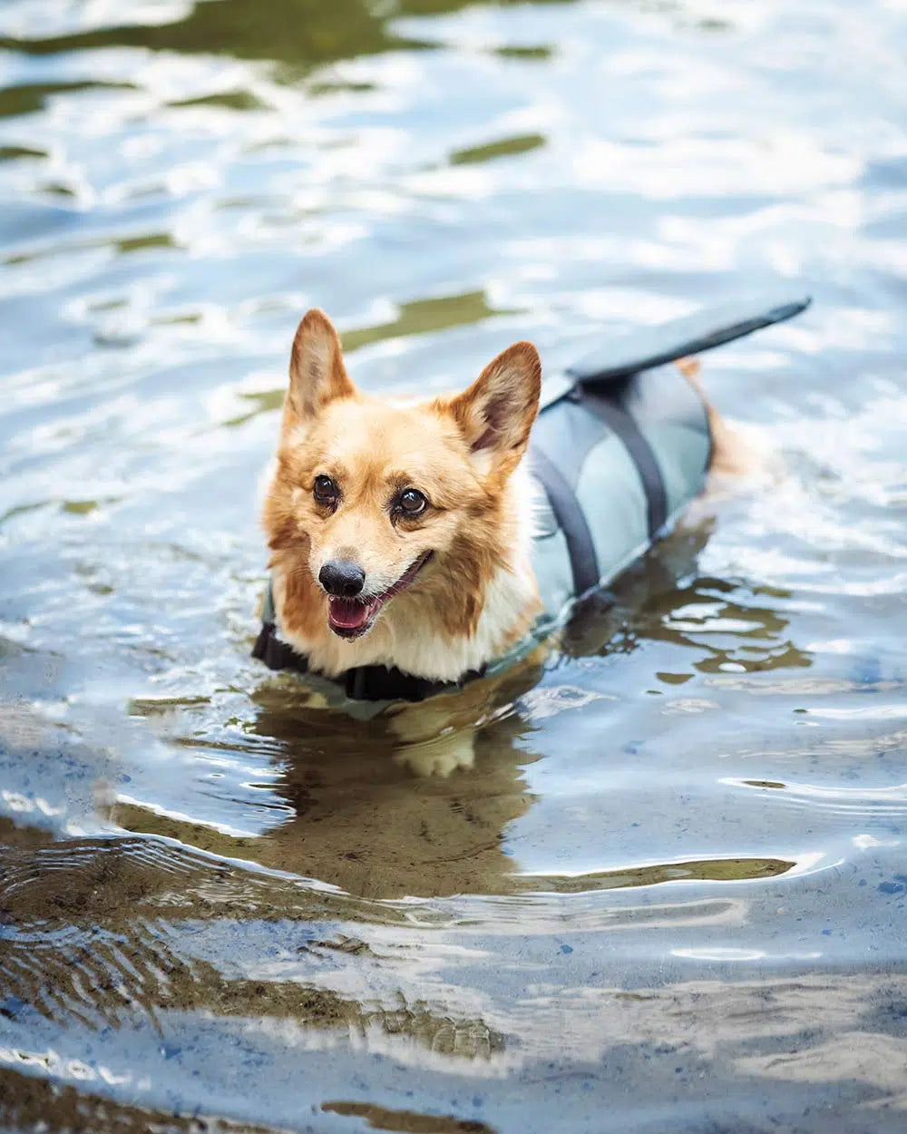 Hundeschwimmweste „Doggy Shark“ – Rettungsweste im Haifisch-Design, mit Griff & Reflex, Größen XS–XL“