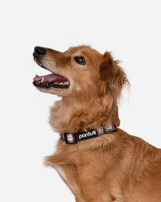 Hundehalsband im KIDO-Bärenmuster