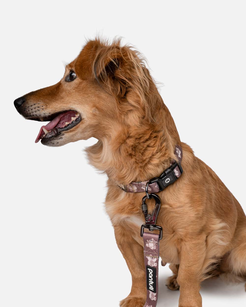 Hundehalsband im KIDO-Bärenmuster