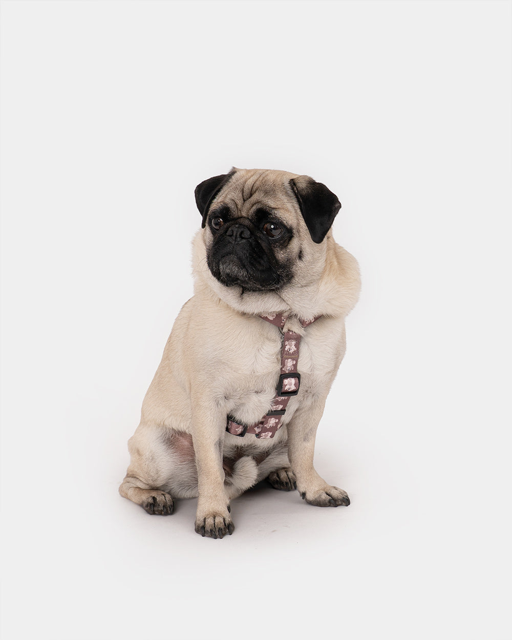 Hundegeschirr Guard für Hunde der Rasse KIDO
