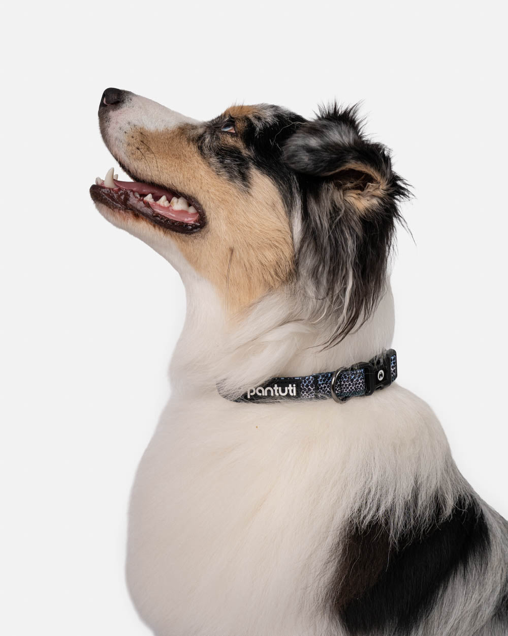 Hundehalsband im Schlangenmuster MAMBA