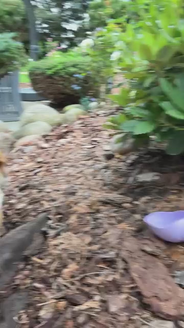 Zusammenklappbare Silikon-Trinkflasche MONTE für Hunde und Katzen